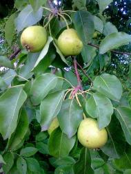 природні фантазії