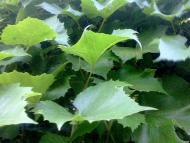 природні фантазії