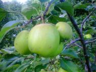 природні фантазії