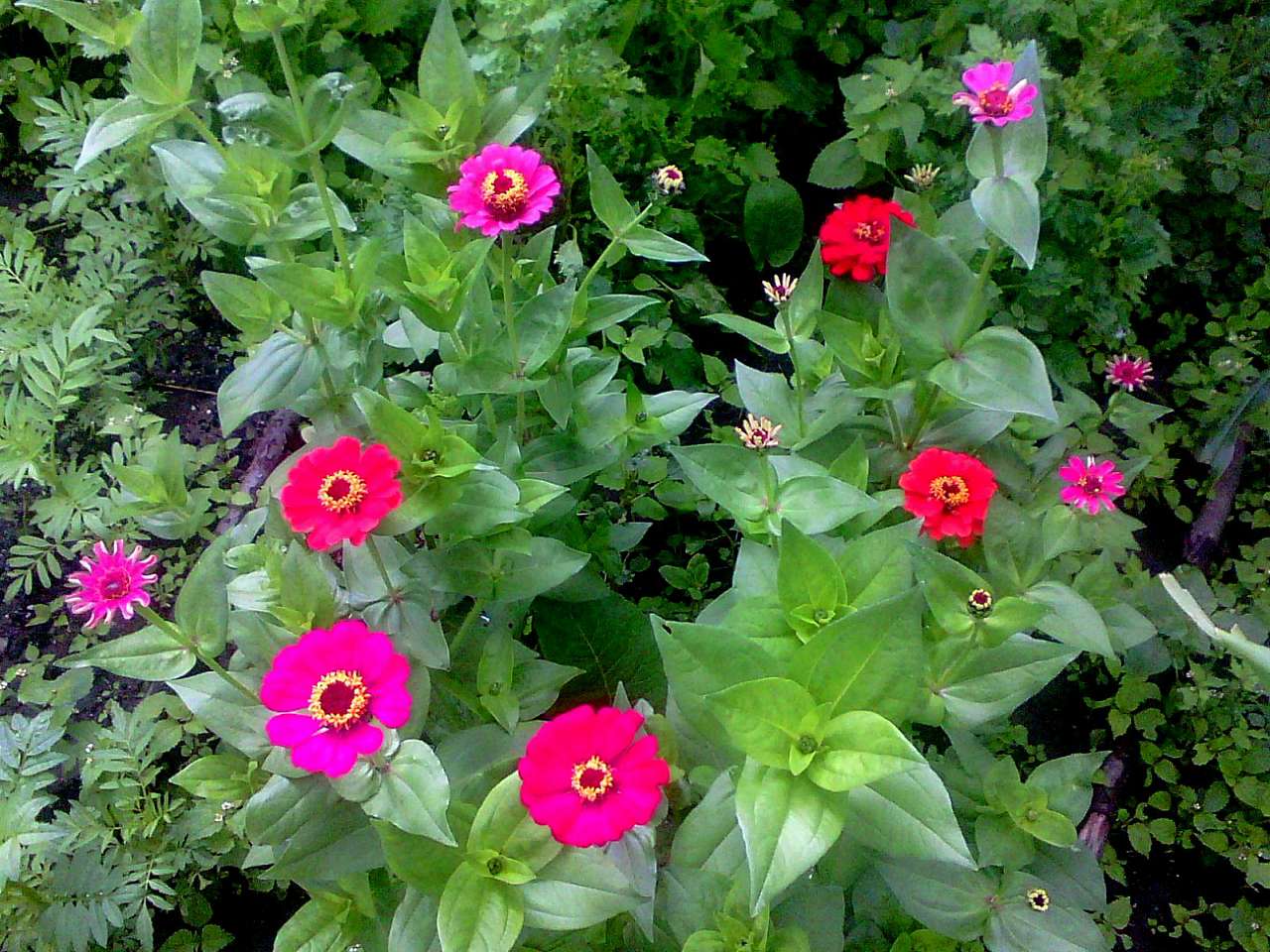 природні фантазії - Держів