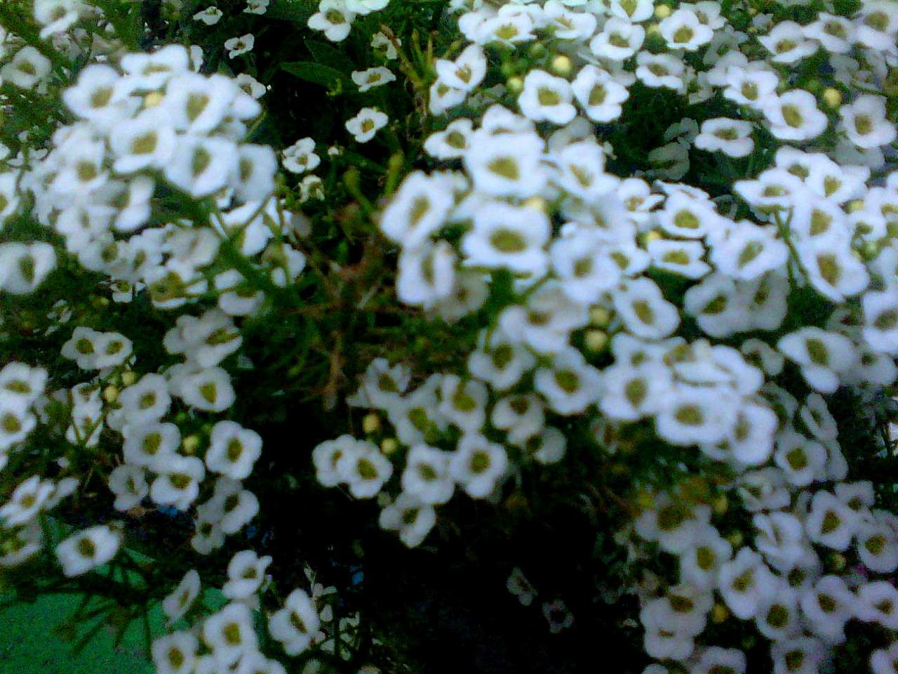 природні фантазії - Держів