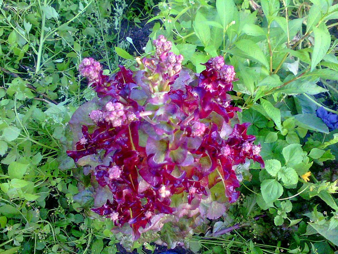 природні фантазії - Держів