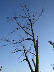 Моменти із села