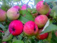 природні фантазії