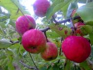 природні фантазії