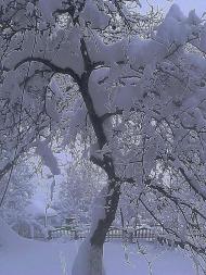 ЖИТТЯ  СЕЛА