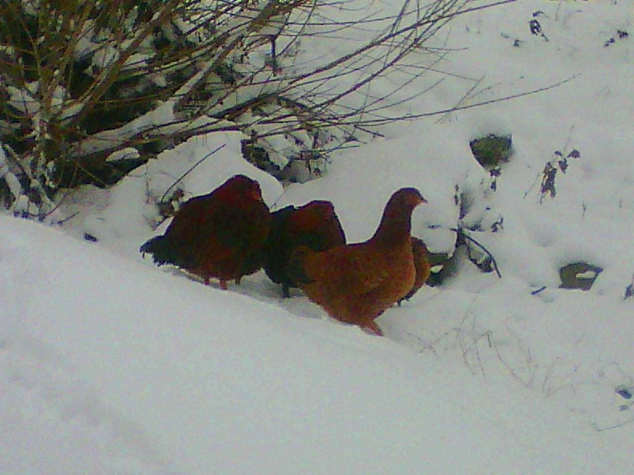 зоосвіт - Тейсарів