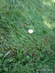 Урич - Останні фото