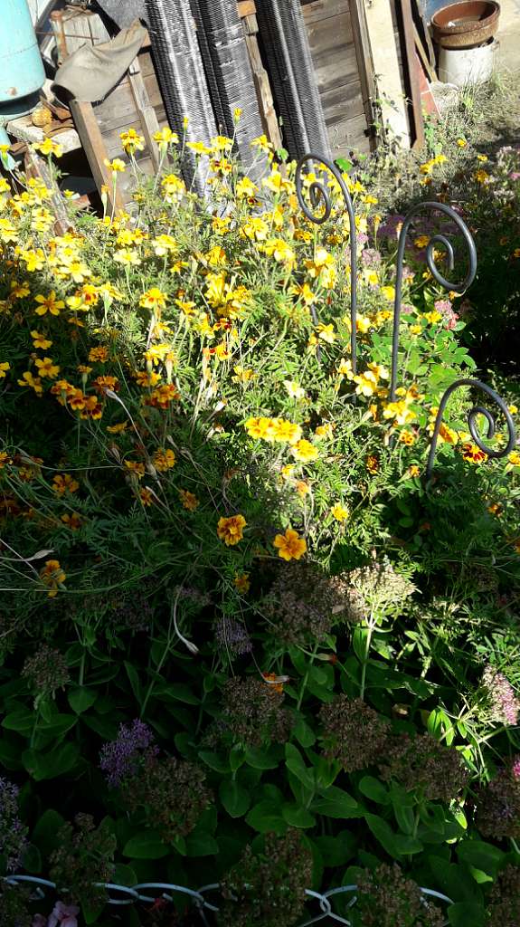 Село  ЛЕБЕДІВКА - Лебедівка