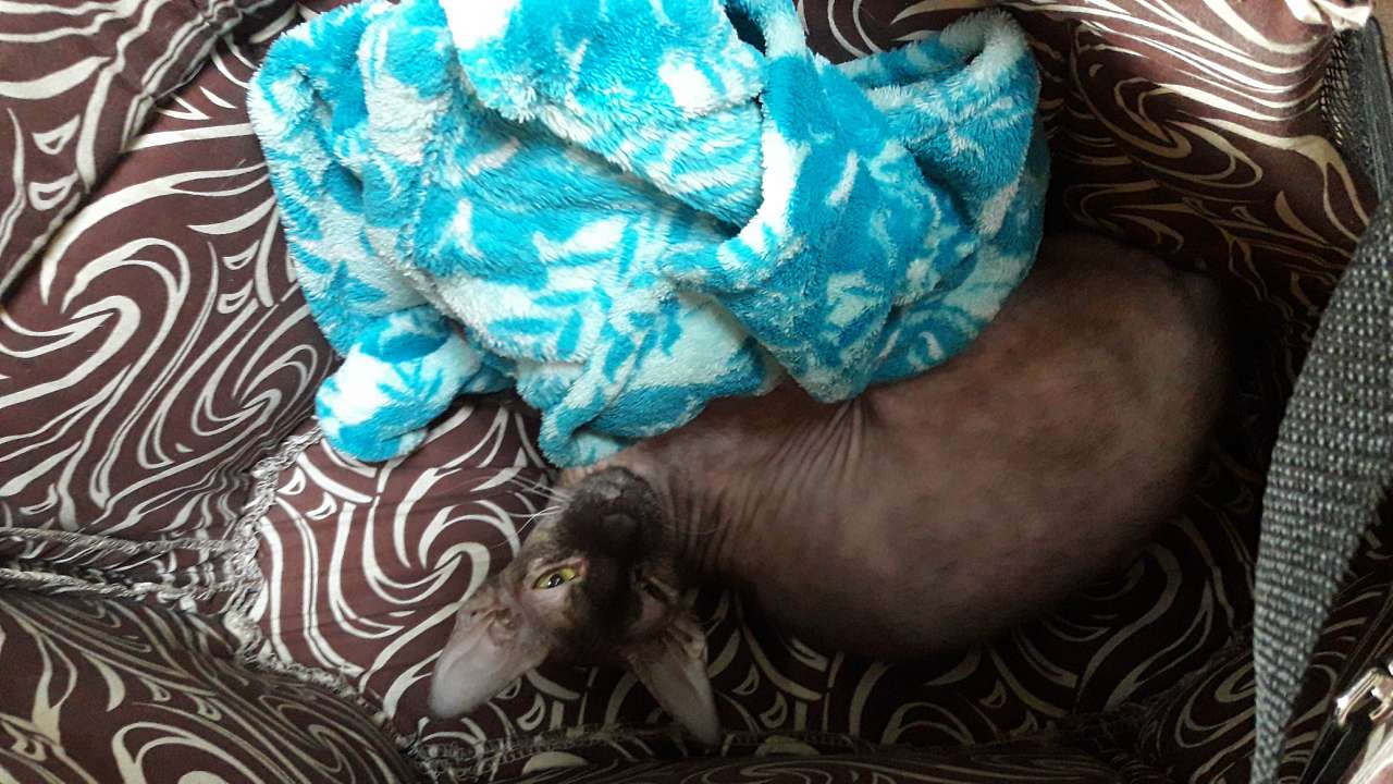 Село  ЛЕБЕДІВКА - Лебедівка