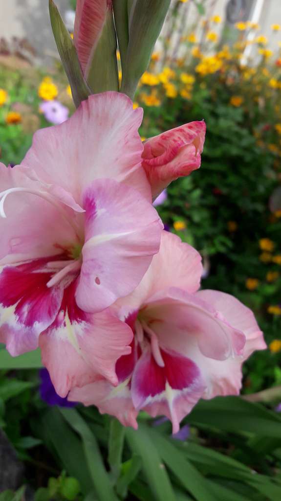 Село  ЛЕБЕДІВКА - Лебедівка