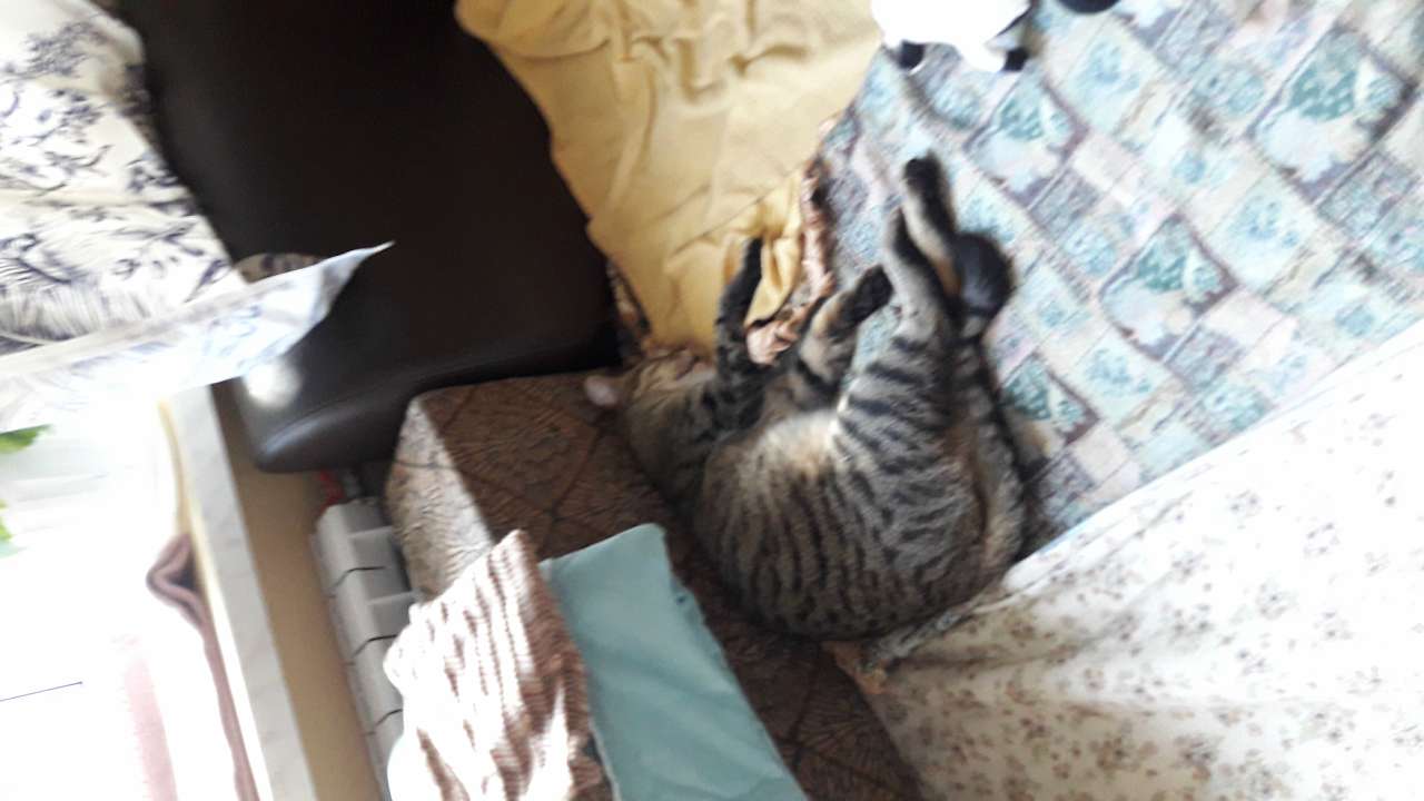 Село  ЛЕБЕДІВКА - Лебедівка