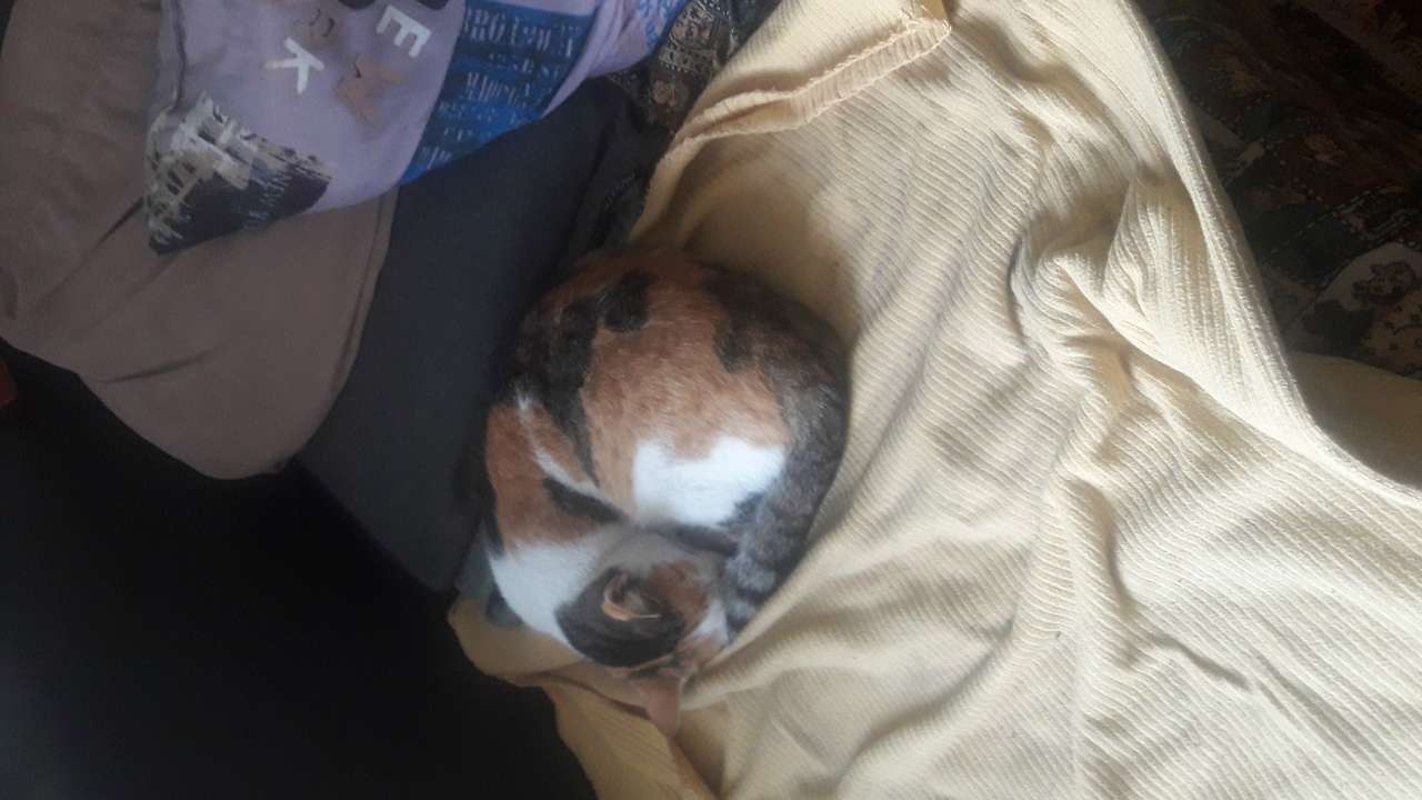 Село  ЛЕБЕДІВКА - Лебедівка