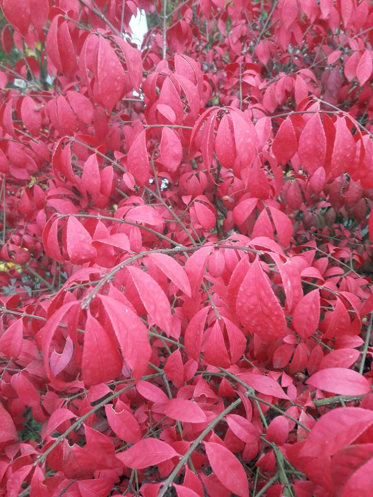 Село  ЛЕБЕДІВКА - Lebedivka