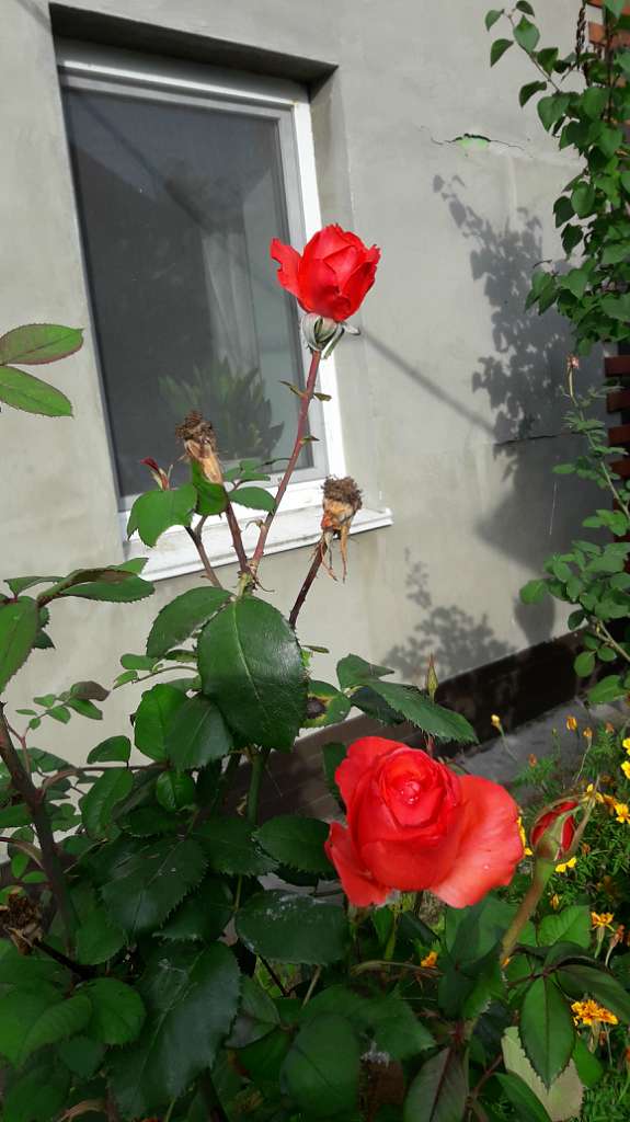 Село  ЛЕБЕДІВКА - Лебедівка