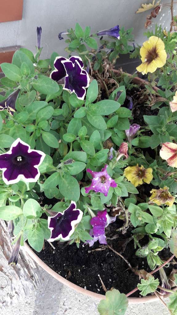 Село  ЛЕБЕДІВКА - Лебедівка