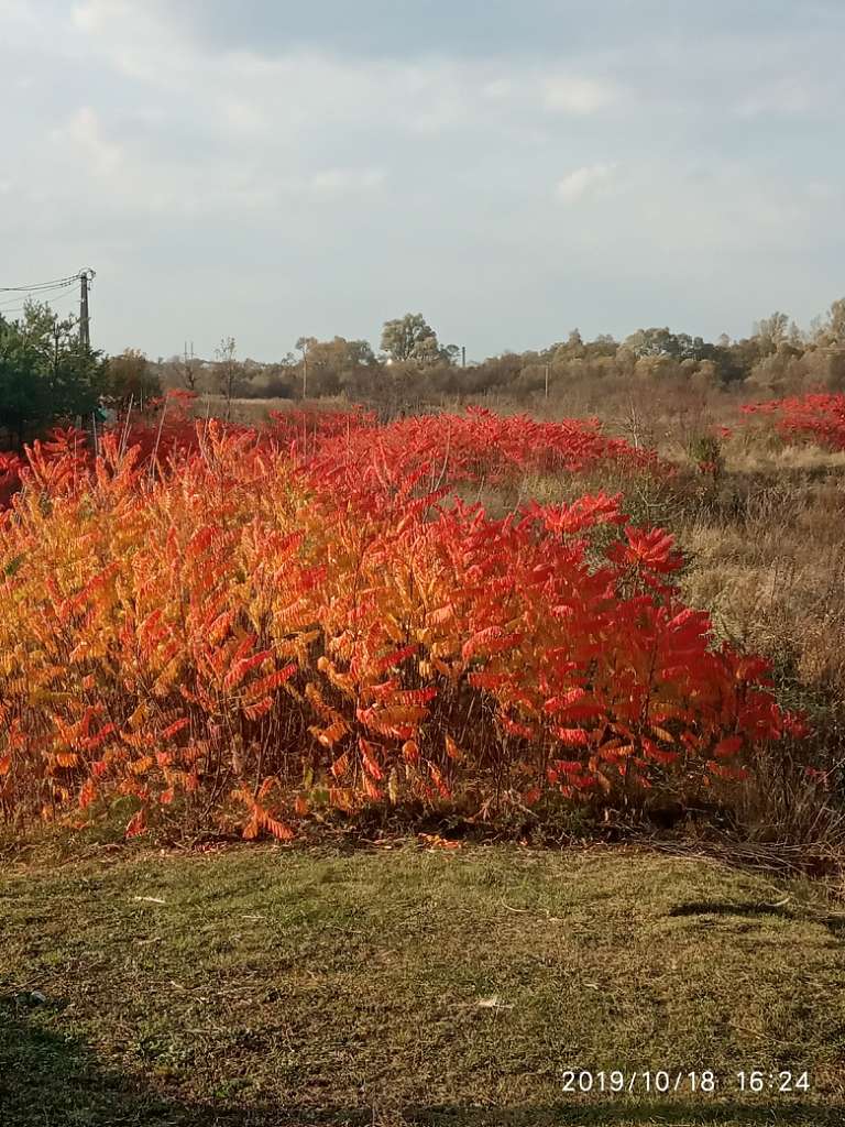 краєвид - Миртюки