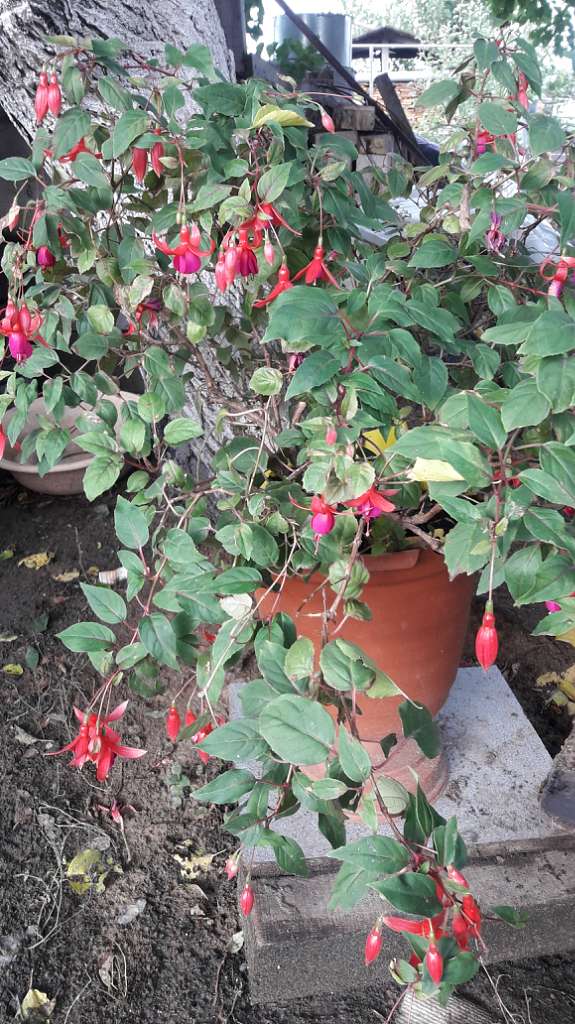 Село  ЛЕБЕДІВКА - Лебедівка