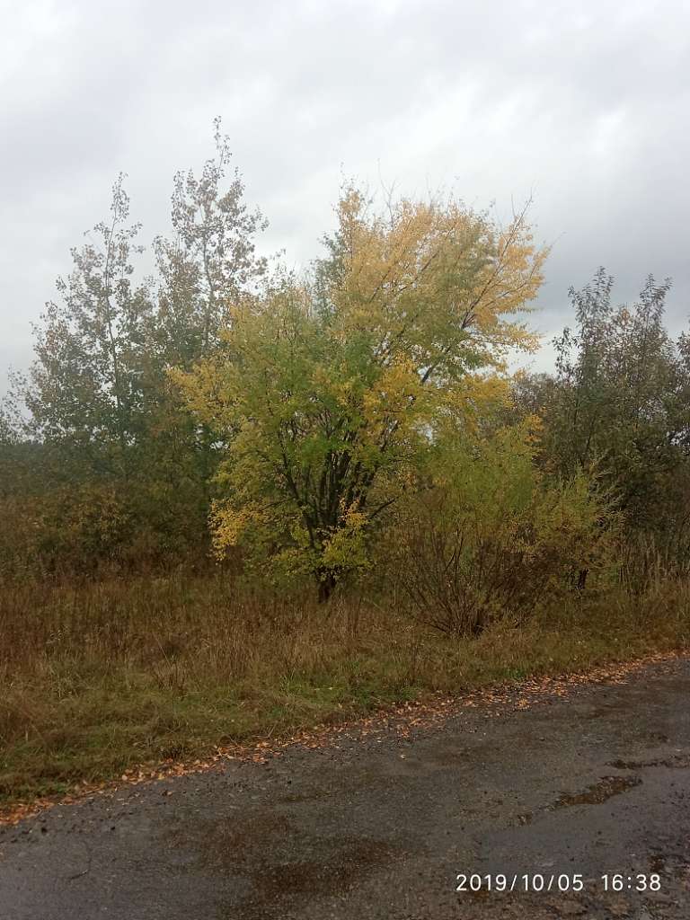 краєвид - Zhulyn