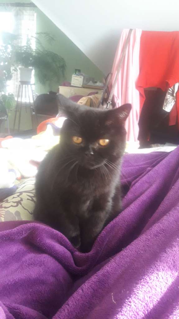 Село  ЛЕБЕДІВКА - Лебедівка