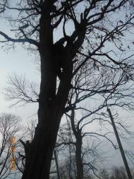 петро-павлівська церква