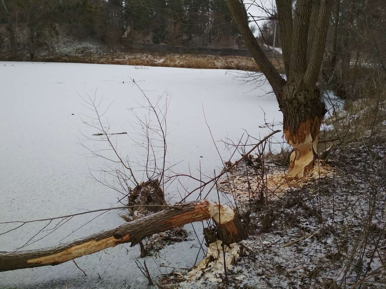 Неграшівський Неграш - Неграши