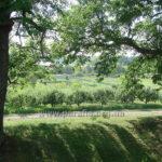 КРАЄВИД ВІД ДЗВІНИЦІ - Низкиничі