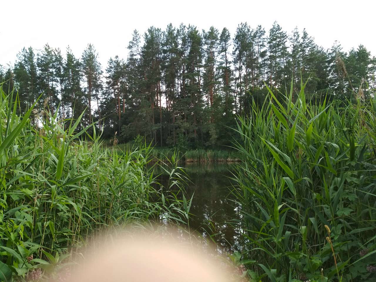 Неграшівський Неграш - Неграши