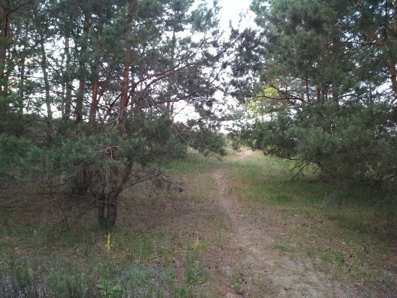 Неграшівський Неграш - Неграші