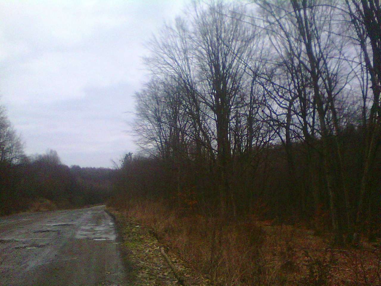 Ліс - Лотатники