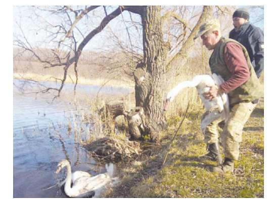 НЕЧАЄВЕ - Нечаєве