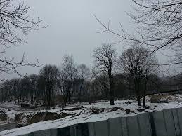 Біля Потелич винищили 120 дерев - Потелич