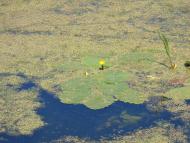 Природа, фото Андрія Сніжка