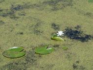 Природа, фото Андрія Сніжка