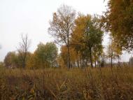 Природа, фото Андрія Сніжка