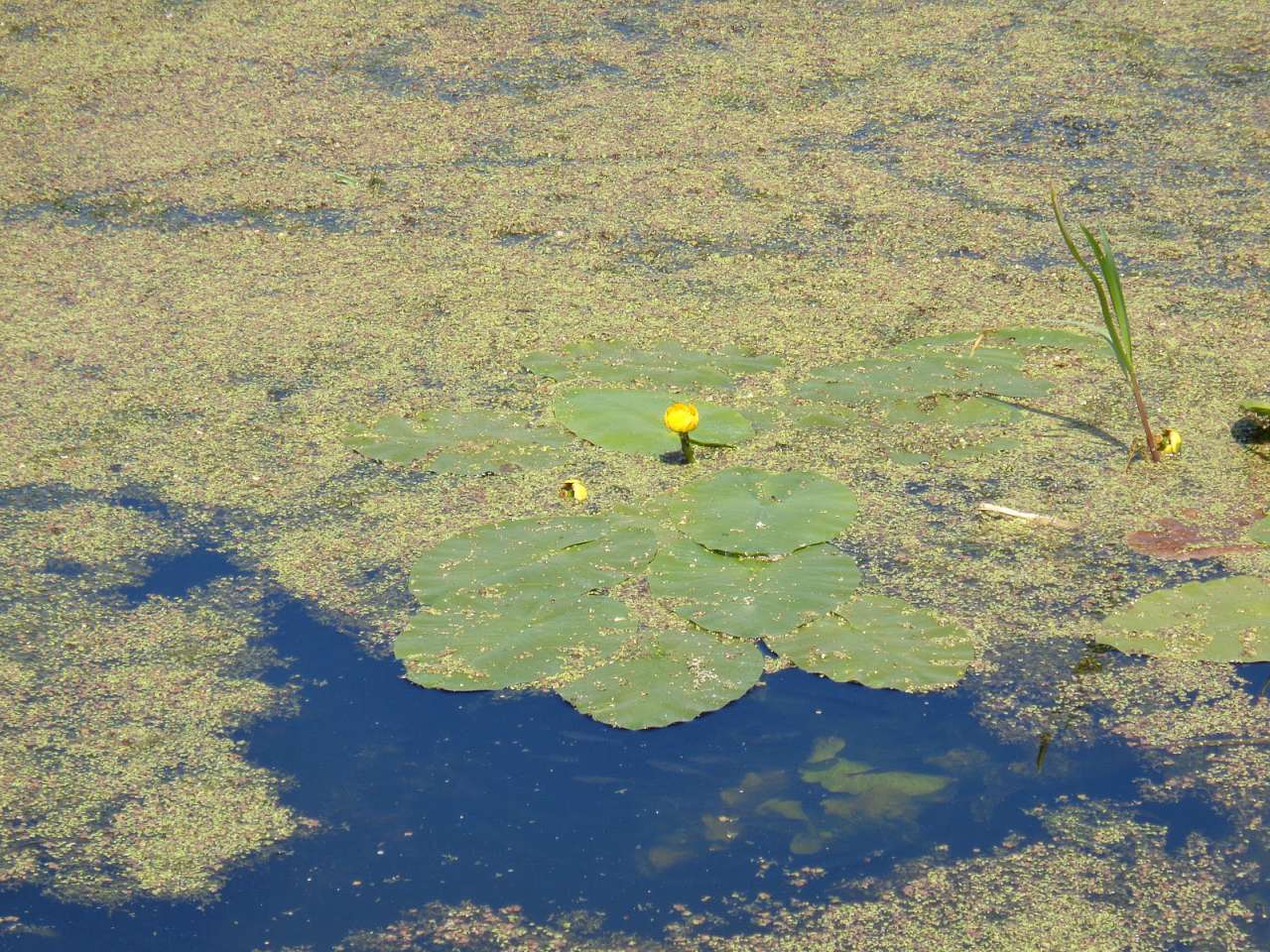 Природа, фото Андрія Сніжка - Козелець