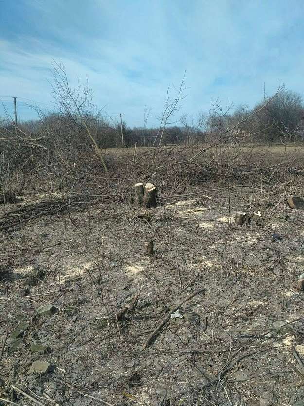 ДІБРОВА - Велика Діброва