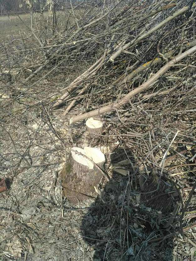 ДІБРОВА - Велика Діброва