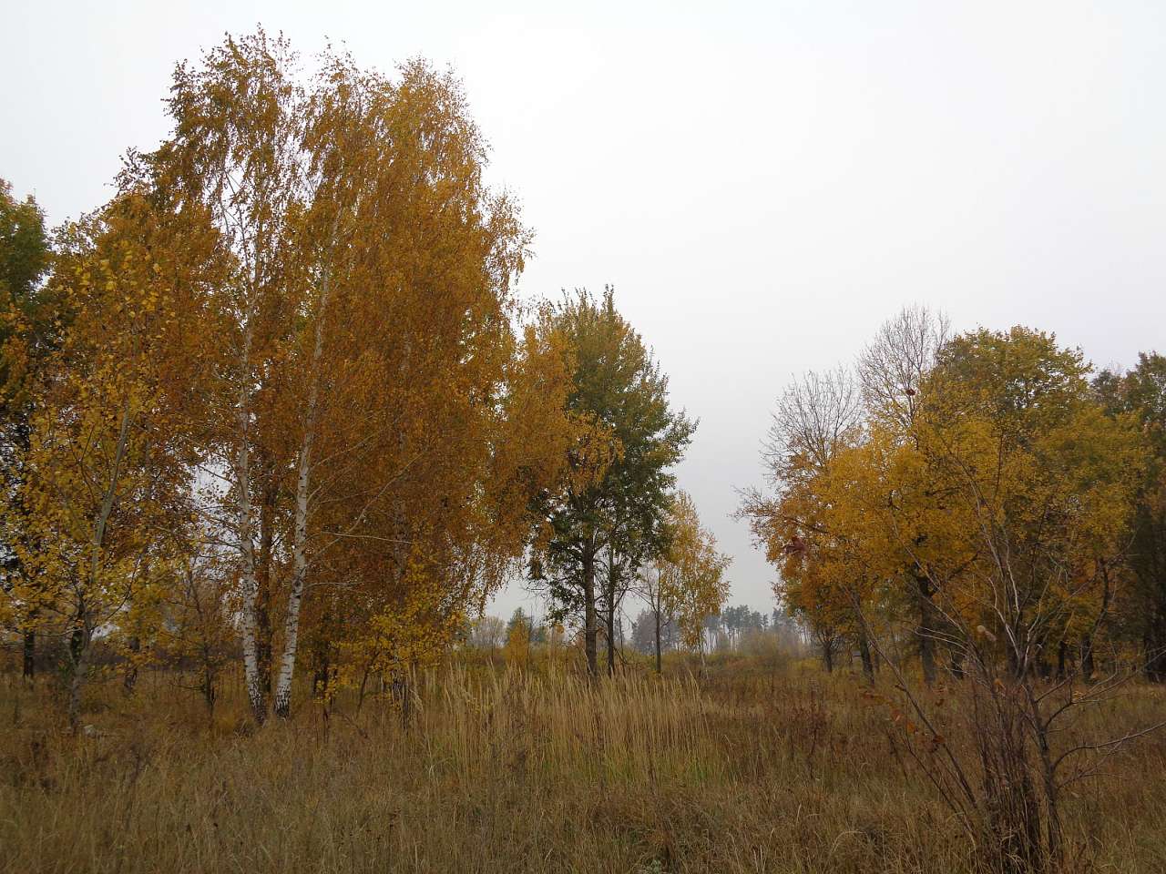 Природа, фото Андрія Сніжка - Мильники