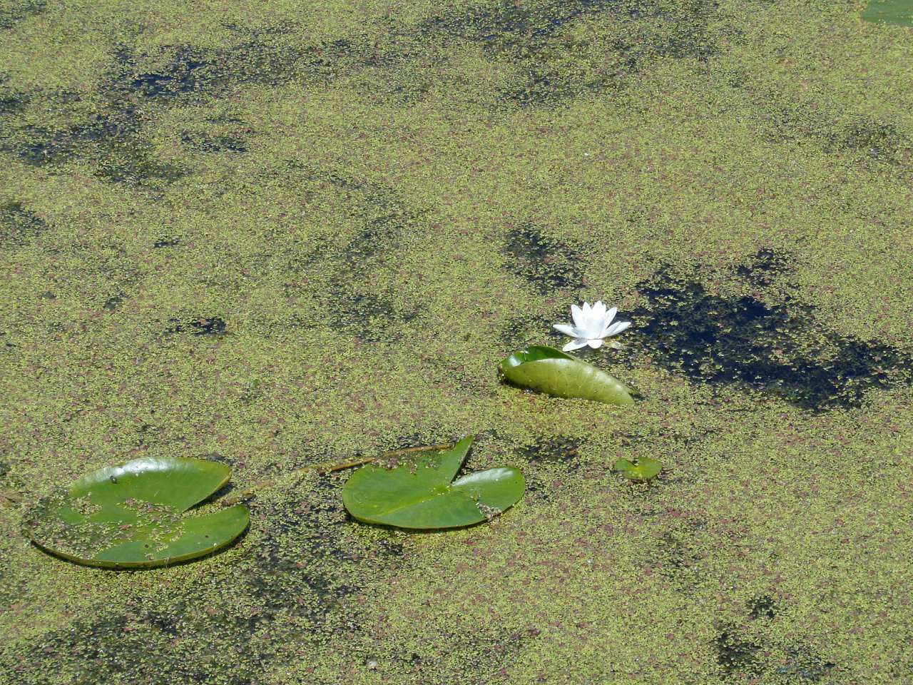 Природа, фото Андрія Сніжка - Козелець