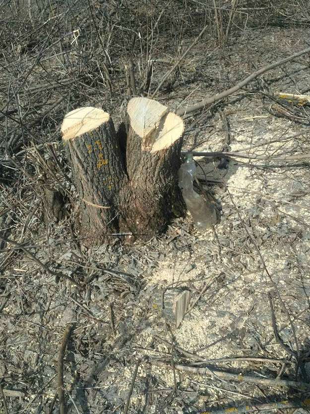 ДІБРОВА - Велика Діброва