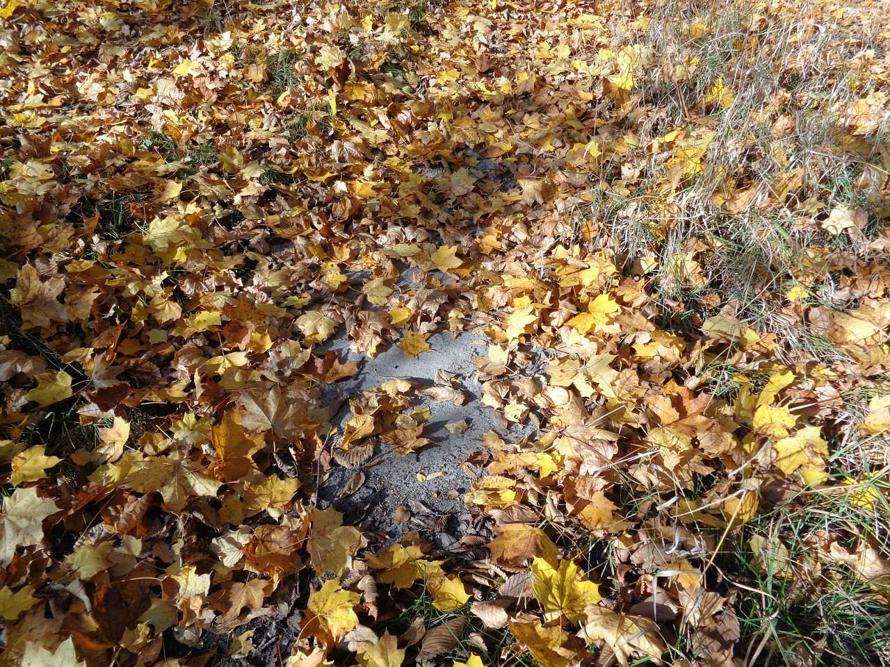 Хутір Тимки, фото Андрія Сніжка - Старая Басань