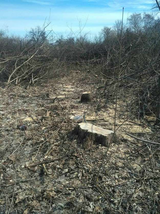 ДІБРОВА - Velyka Dibrova