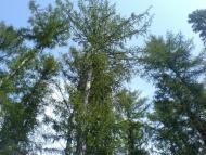 Іржавець - Останні фото