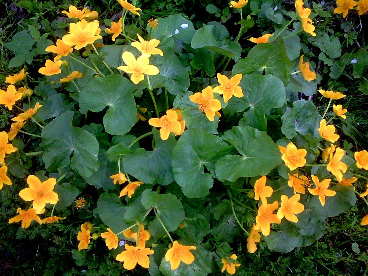 природні фантазії - Горишнее