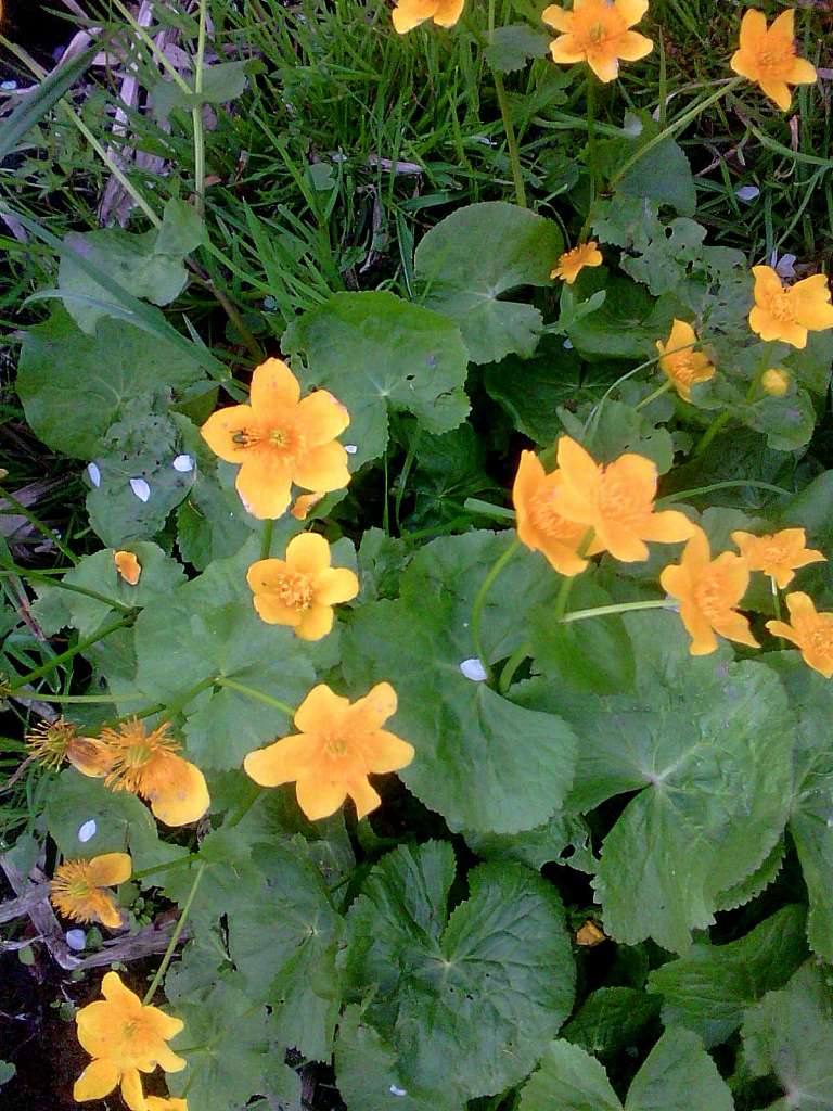 природні фантазії - Горішнє