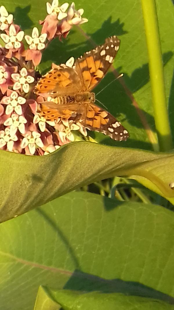 Славний Переяслав у світлинах - Переяслав-Хмельницький