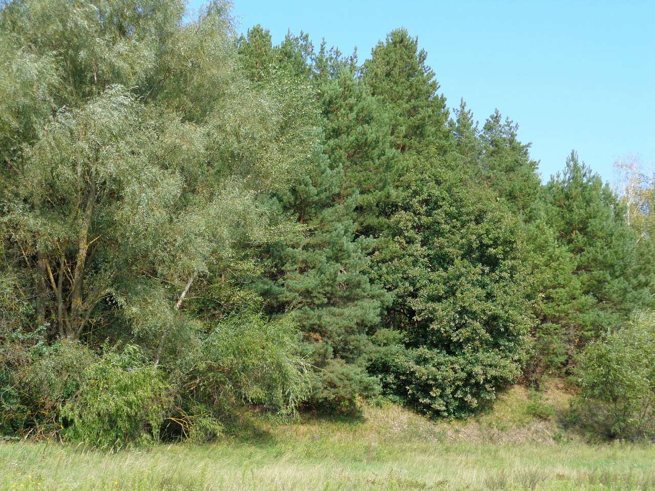 Від туриста А. Сніжка: Морівськ-Соколівка - Морівськ