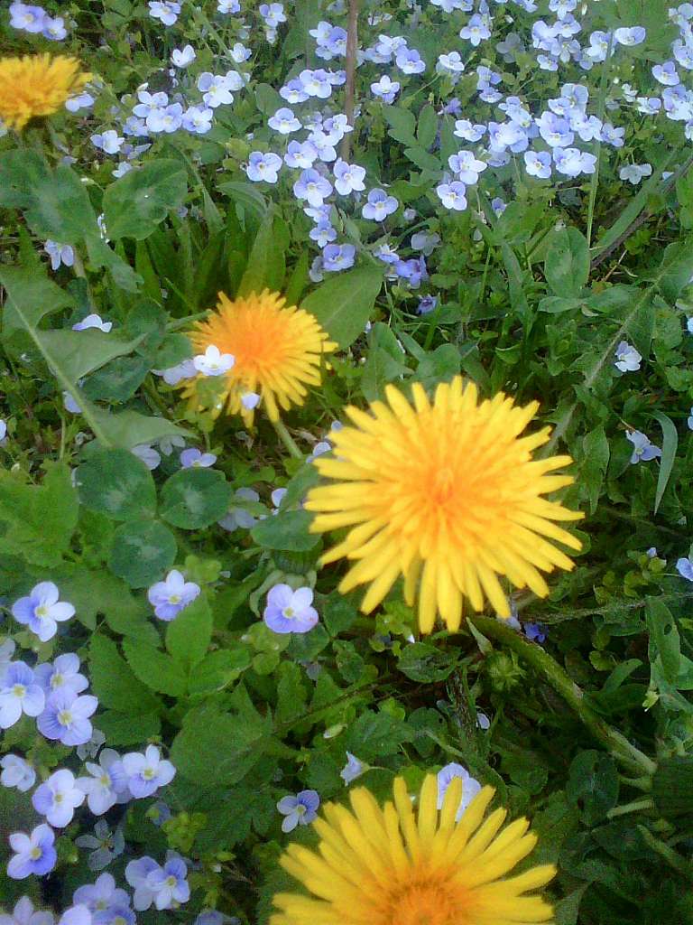 природні фантазії - Горішнє