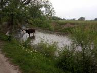 річка Вівнянка